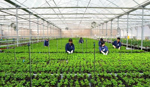 ĐƠN HÀNG CHO NỮ XKLĐ NHẬT BẢN NGHỀ NÔNG NGHIỆP